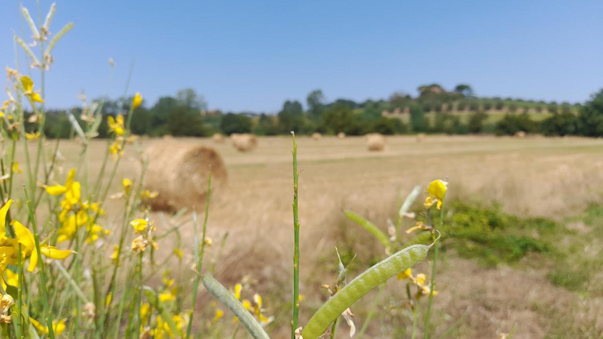 Montepulciano - La Casetta Del Pian Delle Noci Acquaviva  Esterno foto